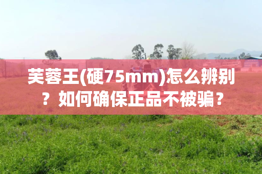 芙蓉王(硬75mm)怎么辨别？如何确保正品不被骗？
